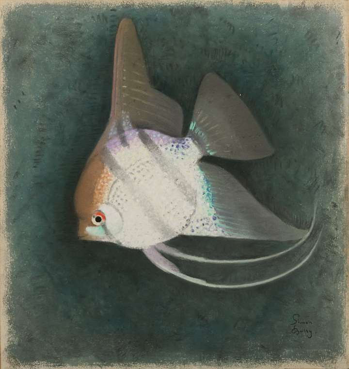 An Angelfish